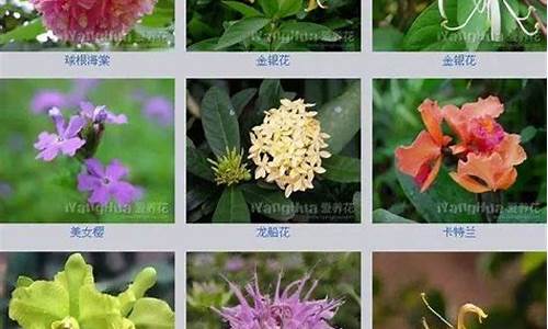 中国花卉名称大全_中国花卉名称大全图片