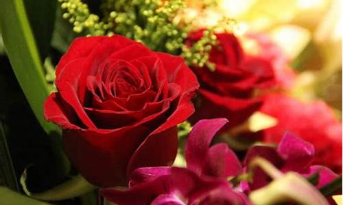 玫瑰花象征着什么_玫瑰花象征着什么品质和精神