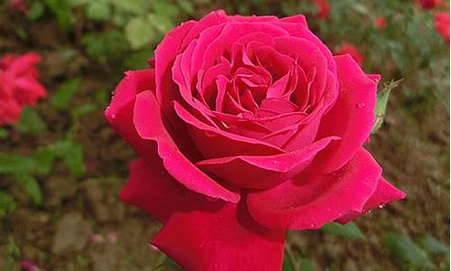 最美的红玫瑰花图片_最美的红玫瑰花图片上带早上好问候语的图片